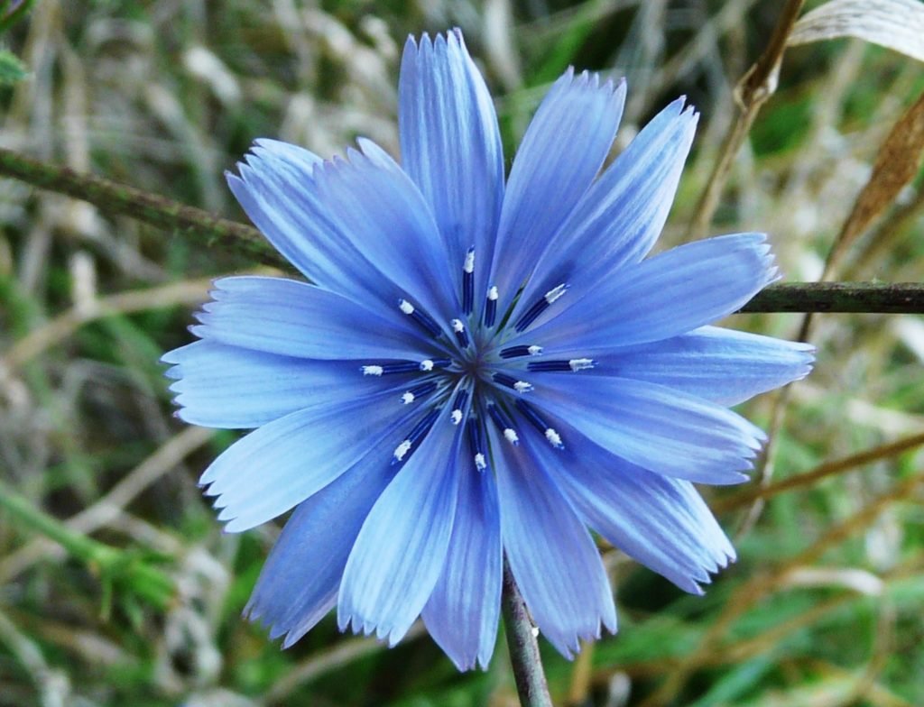 L'espèce Cichorium intybus de la chicorée