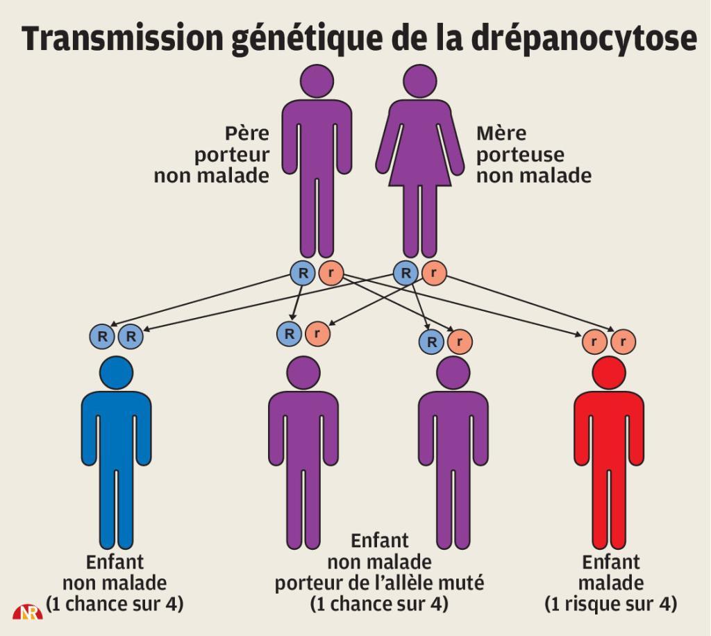 Transmission génétique de la drépanocytose